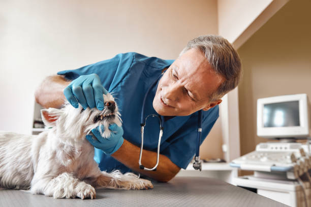Best Emergency Dental Care for Broken or Chipped Teeth in North Oaks, MN